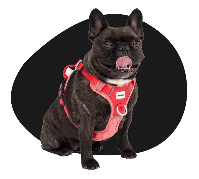 Pet dog accessories for sale online.